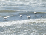 Schoorl 2011